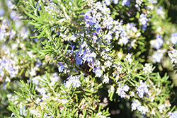 Blue Spires Rosemary (Rosmarinus officinalis 'Blue Spires') at Stonegate Gardens