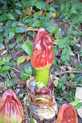 Paintbrush Lily (Scadoxus puniceus) at Stonegate Gardens