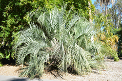 Dwarf Yatay Palm (Butia paraguayensis) at Stonegate Gardens
