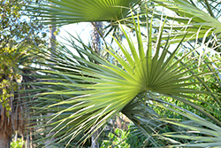 Blue Sonora Hesper Palm (Brahea armata var. clara) at Stonegate Gardens