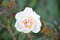 Gruss an Aachen Rose (Rosa 'Gruss an Aachen') at Lakeshore Garden Centres