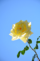 Casino Climbing Rose (Rosa 'Casino') at Lakeshore Garden Centres