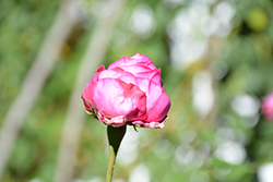 La Reine Rose (Rosa 'La Reine') at Lakeshore Garden Centres