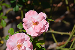 Comtes de Champagne Rose (Rosa 'Comtes de Champagne') at Lakeshore Garden Centres