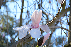 Veitchii Magnolia (Magnolia x veitchii) at Stonegate Gardens