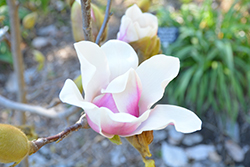 Athene Magnolia (Magnolia 'Athene') at Stonegate Gardens