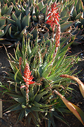 Spider Aloe (Aloe x spinosissima) at Stonegate Gardens