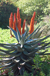 Cat's Tail Aloe (Aloe castanea) at Stonegate Gardens