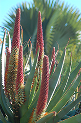Aloe x principis (Aloe x principis) at Stonegate Gardens