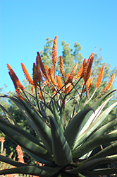 Cape Aloe (Aloe ferox) at Stonegate Gardens