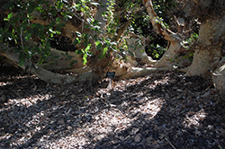 Sycamore Fig (Ficus sycomorus) at Stonegate Gardens