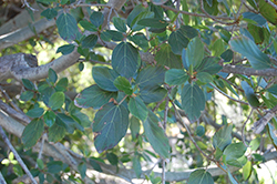 Sycamore Fig (Ficus sycomorus) at Stonegate Gardens