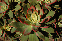 Tricolor Aeonium (Aeonium 'Tricolor') at Stonegate Gardens