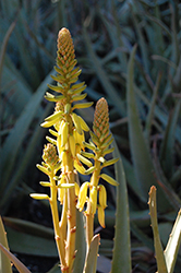 Yellow Flowered Aloe Vera (Aloe vera 'Yellow') at Stonegate Gardens