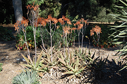 Soap Aloe (Aloe maculata) at Stonegate Gardens