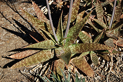 Soap Aloe (Aloe maculata) at A Very Successful Garden Center