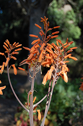 Soap Aloe (Aloe maculata) at Stonegate Gardens