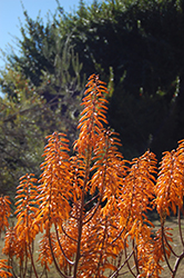 Orange Burst Dwala Aloe (Aloe chabaudii 'Orange Burst') at Stonegate Gardens