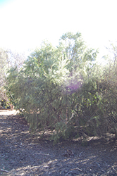 Cape Ebony (Euclea pseudebenus) at Stonegate Gardens