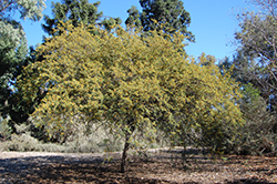 Sweet Acacia (Acacia farnesiana) at Stonegate Gardens