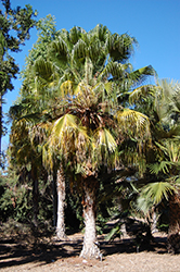 Blackdown Fan Palm (Livistona fulva) at Stonegate Gardens