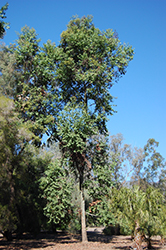 Cadaghi Gum Tree (Corymbia torelliana) at Stonegate Gardens