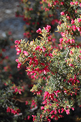Penola Lavender Grevillea (Grevillea lavandulacea 'Penola') at Lakeshore Garden Centres