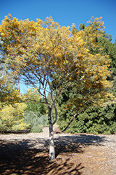 Mudgee Wattle (Acacia spectabilis) at Stonegate Gardens