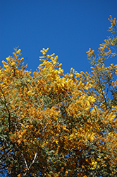 Mudgee Wattle (Acacia spectabilis) at Stonegate Gardens