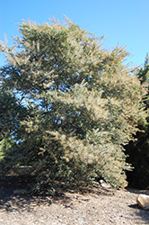 Purple Fernleaf Acacia (Acacia baileyana 'Purpurea') at Stonegate Gardens