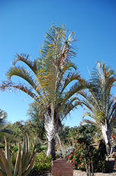 Triangle Palm (Dypsis decaryi) at Stonegate Gardens