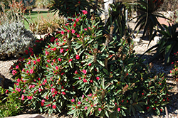 Jerry's Choice Crown Of Thorns (Euphorbia milii 'Jerry's Choice') at Stonegate Gardens