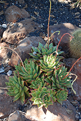 Molded Wax Echeveria (Echeveria agavoides) at Lakeshore Garden Centres