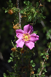 Small-leaved Rose (Rosa minutifolia) at Stonegate Gardens