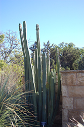 San Pedro Cactus (Trichocereus pachanoi) at Stonegate Gardens