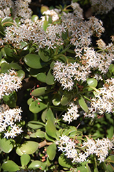 Jade Plant (Crassula ovata) at Lakeshore Garden Centres