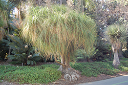 Pony Tail Palm (Nolina recurvata) at Stonegate Gardens
