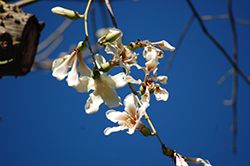 White Silk Floss Tree (Chorisia insignis) at Stonegate Gardens