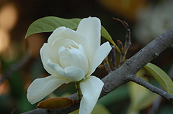 Silver Cloud Magnolia (Magnolia doltsopa 'Silver Cloud') at Stonegate Gardens