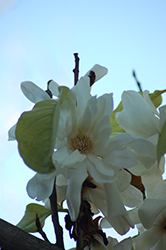 Silver Cloud Magnolia (Magnolia doltsopa 'Silver Cloud') at Stonegate Gardens
