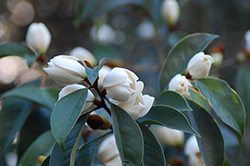 Allspice Magnolia (Magnolia x foggii 'Allspice') at Stonegate Gardens