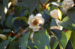 Allspice Magnolia (Magnolia x foggii 'Allspice') at Lakeshore Garden Centres