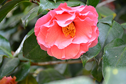 Fashionata Camellia (Camellia japonica 'Fashionata') at Stonegate Gardens