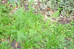 Bodegold Chamomile (Matricaria recutita 'Bodegold') at Stonegate Gardens