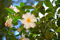 Ginryu Camellia (Camellia sasanqua 'Ginryu') at Stonegate Gardens
