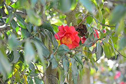 Victory Camellia (Camellia japonica 'Victory') at Stonegate Gardens