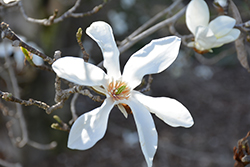 Anise Magnolia (Magnolia salicifolia) at Stonegate Gardens