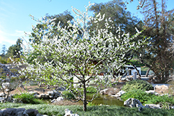 Early White Ornamental Peach (Prunus persica 'Early White') at Stonegate Gardens