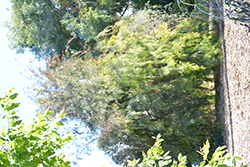 Forest Oak (Allocasuarina torulosa) at Stonegate Gardens