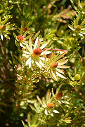 Little Bit Conebush (Leucadendron 'Little Bit') at Stonegate Gardens
